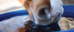 7  خرافات حول تغذية الخيول تعرف عليهم