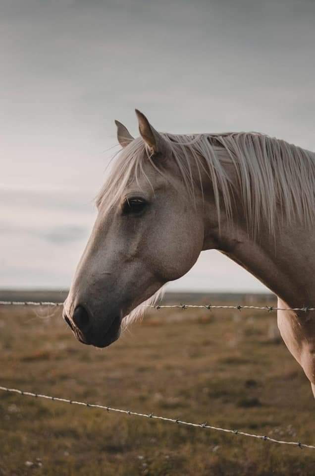 ١٤ صورة ترصد جمال الخيول وسط الطبيعة