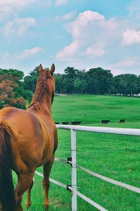 ١٤ صورة ترصد جمال الخيول وسط الطبيعة