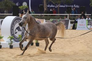 شاهد «20»صورة من الملتقى الأول لجمال الحصان العربي المصري بالشرقية
