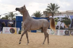 شاهد «20»صورة من الملتقى الأول لجمال الحصان العربي المصري بالشرقية