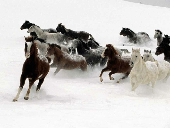 ١٤ صورة ترصد تحدي الخيول للثلوج