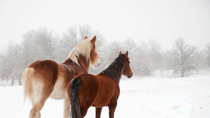 ١٤ صورة ترصد تحدي الخيول للثلوج