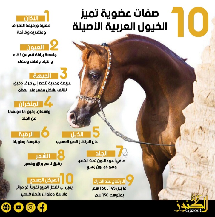 10 صفات عضوية تميز الخيول العربية الأصيلة (انفوجراف)