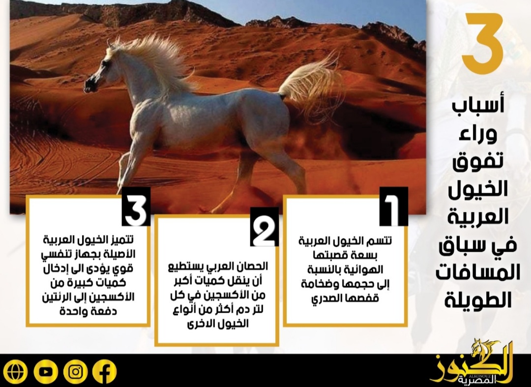 3 أسباب وراء تفوق الخيول العربية في سباق المسافات الطويلة (انفوجراف)