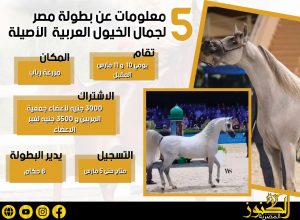 5 معلومات عن بطولة مصر لجمال الخيول العربية الأصيلة (انفوجراف)