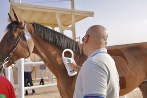 اجراء الاختبارات البيطرية للجياد المشاركة في كأسي أمير الرياض والاتحاد السعودي