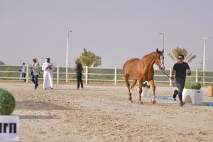 اجراء الاختبارات البيطرية للجياد المشاركة في كأسي أمير الرياض والاتحاد السعودي