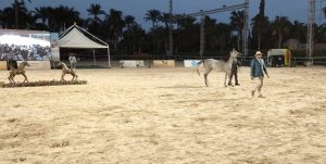 10 صور ترصد الأجواء التنافسية لبطولة مصر لجمال الخيول العربية الأصيلة