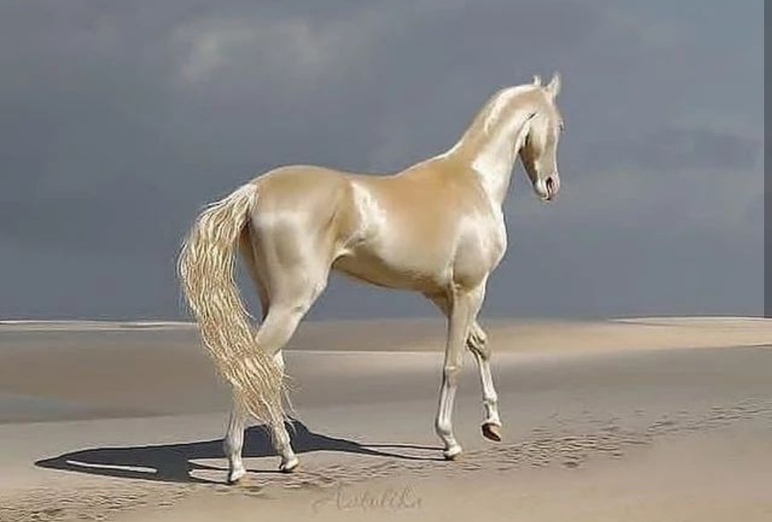 بالصور.. جمال الحصان الذهبي يخطف أنظار المتابعين