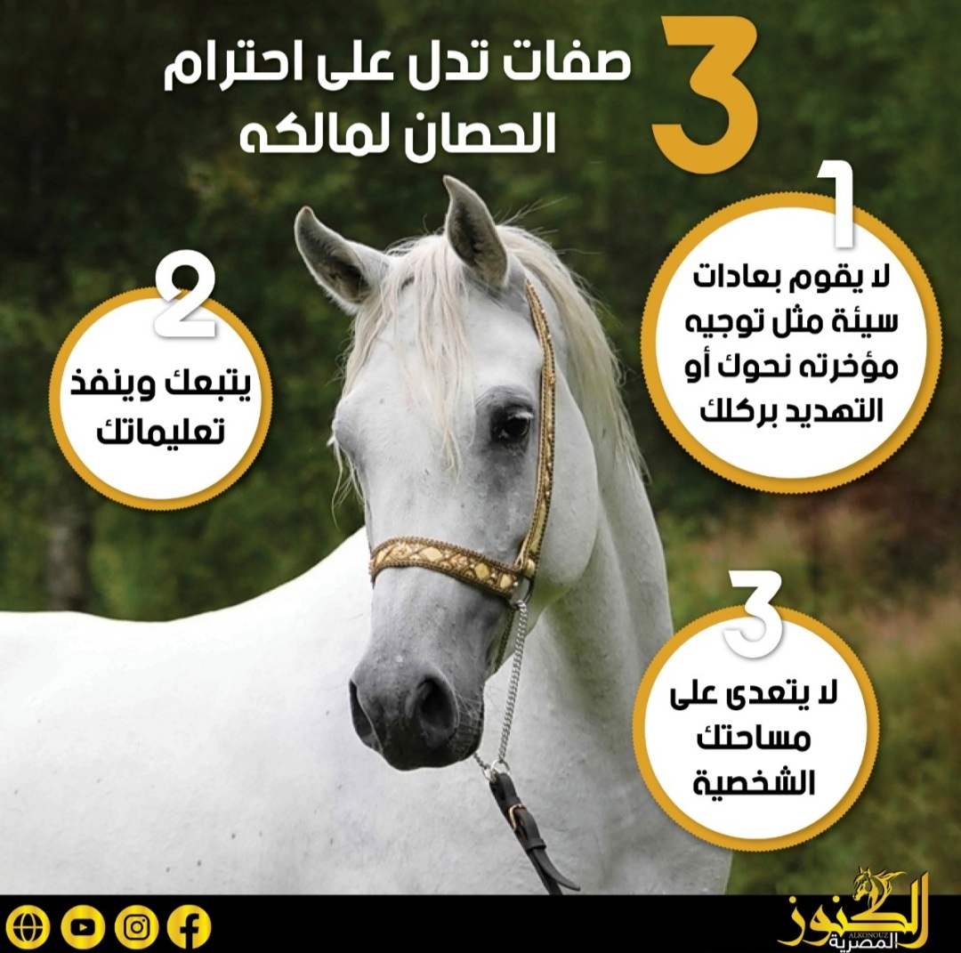 3 صفات تدل على احترام الحصان لمالكه "انفوجراف"