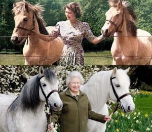 "صورة".. الملكة إليزابيث وعشقها للخيول ما بين الماضي والحاضر