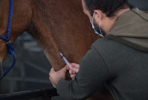تعرف على أعراض وعلاج إنفلونزا الخيول