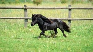 حصان البوني شاهد 7 صور تبرز جمال الخيول الأقزام