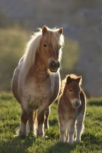 حصان البوني شاهد 7 صور تبرز جمال الخيول الأقزام