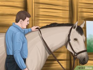 15 خطوة للاعتناء بحصانك وسرجك بعد التدريب