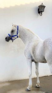 بالصور.. جمال وجاذبية الحصان الأبيض